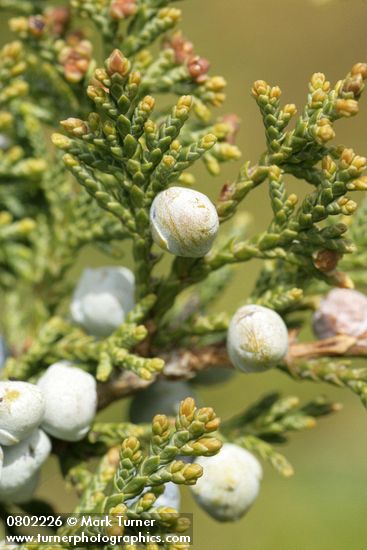Juniperus maritima