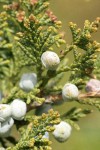 Seaside Juniper cones (berries) & foliage detail