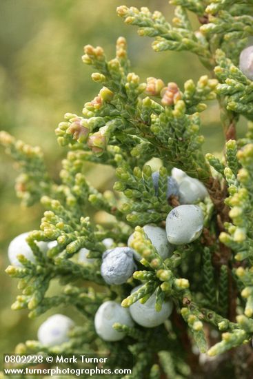 Juniperus maritima