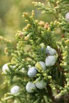 Seaside Juniper cones (berries) & foliage detail