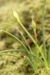 Tapertip Onions at bud stage