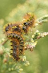 Caterpillars on Seaside Juniper foliage