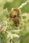 Caterpillars on Seaside Juniper foliage