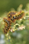 Caterpillars on Seaside Juniper foliage