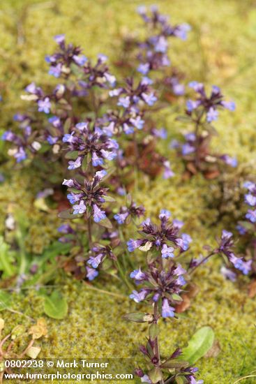 Collinsia parviflora