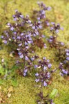 Small-flowered Blue-eyed Mary among moss