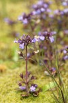 Small-flowered Blue-eyed Mary among moss