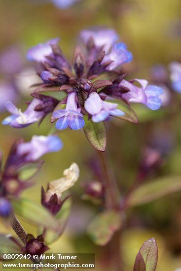 Collinsia parviflora