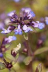 Small-flowered Blue-eyed Mary blossoms detail