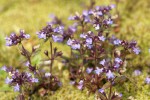 Small-flowered Blue-eyed Mary among moss