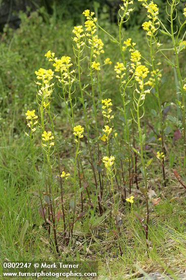 Barbarea orthoceras