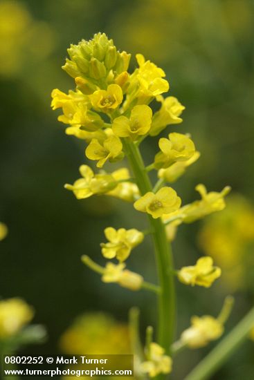 Barbarea orthoceras