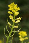 American Winter Cress blossoms & immature siliques detail