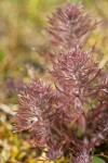 Dwarf Owl's Clover