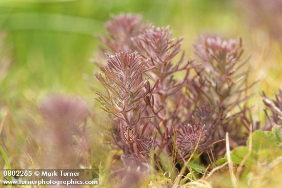 Triphysaria pusilla (Orthocarpus pusillus)