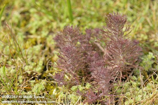 Triphysaria pusilla (Orthocarpus pusillus)