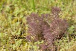 Dwarf Owl's Clover