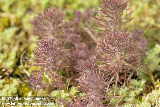 Triphysaria pusilla (Orthocarpus pusillus)