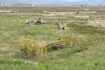Shining (Tall) Oregon-grape habitat view at edge of salt meadow