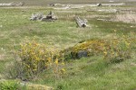 Shining (Tall) Oregon-grape habitat view at edge of salt meadow