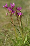 Few-flowered Shooting Star