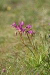 Few-flowered Shooting Star