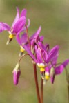 Few-flowered Shooting Star blossoms detail