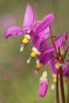 Few-flowered Shooting Star blossoms detail