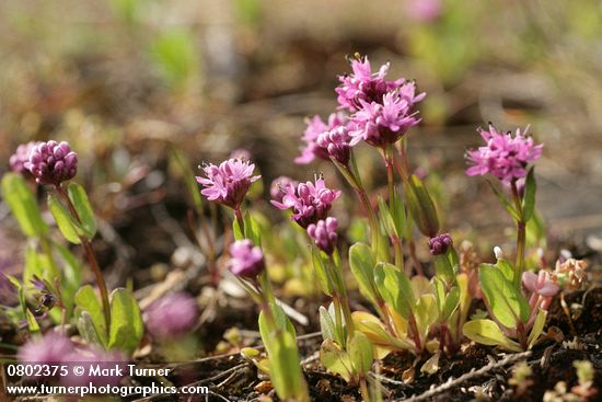 Plectritis congesta