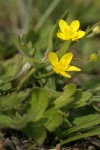 Western Buttercup