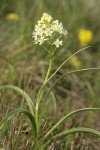 Meadow Death Camas