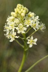 Meadow Death Camas blossoms detail