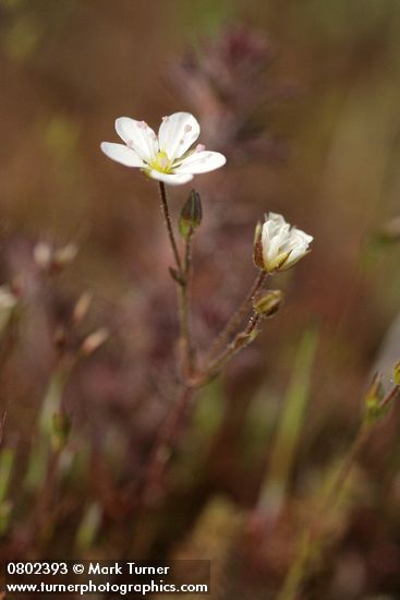 Minuartia michauxii var. michauxii (Arenaria stricta)