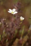 Michaux's Stitchwort (Slender Sandwort)