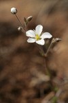 Michaux's Stitchwort (Slender Sandwort)