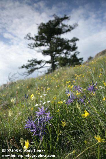 Camassia quamash; Ranunculus occidentalis; Cerastium arvense