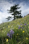 Common Camas, Western Buttercups, Field Chickweed in grassy meadow w/ Juniper on skyline soft bkgnd