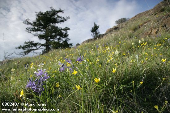 Camassia quamash; Ranunculus occidentalis; Cerastium arvense; Zigadenus venenosus