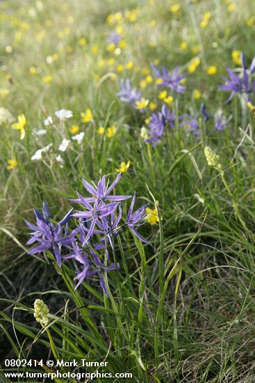 Camassia quamash; Ranunculus occidentalis; Cerastium arvense; Zigadenus venenosus