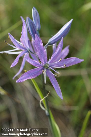 Camassia quamash