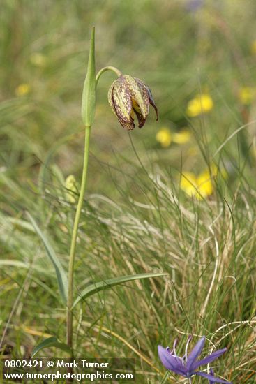 Fritillaria affinis