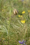 Mission Bells (Chocolate Lily) among grasses