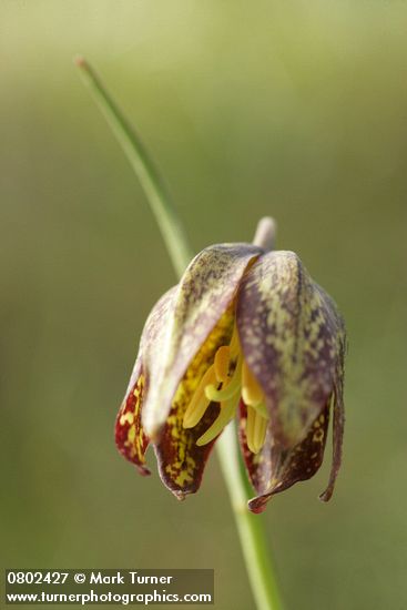 Fritillaria affinis