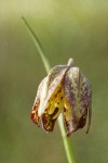 Mission Bells (Chocolate Lily) blossom detail