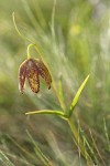 Mission Bells (Chocolate Lily) backlit among grasses