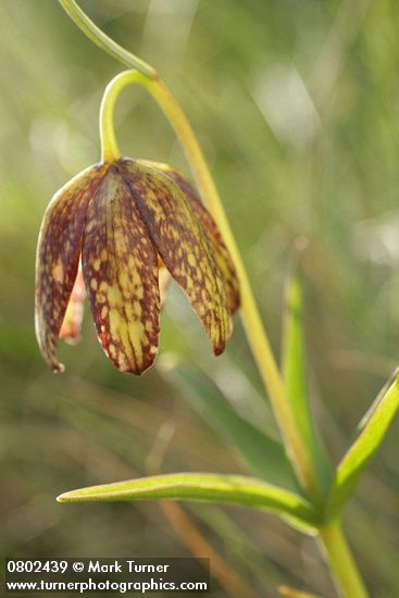 Fritillaria affinis