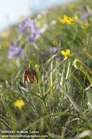 Fritillaria affinis