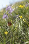 Mission Bells (Chocolate Lily) in meadow w/ Camas, Buttercups soft bkgnd