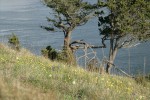 Western Buttercups, Common Camas, Meadow Death Camas, Junipers in grassy meadow overlooking Burrows Pass