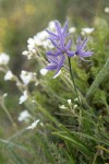 Common Camas